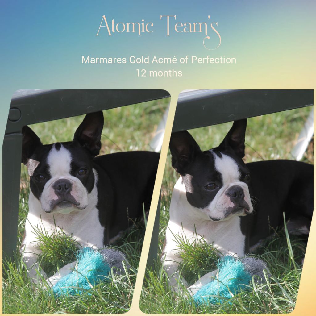 marmares gold Acme of perfection