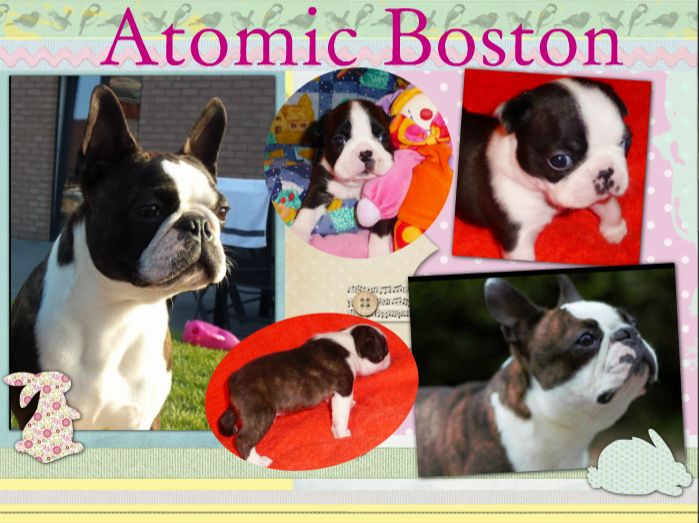 Atomic Team's - Boston Terrier - Portée née le 06/04/2017