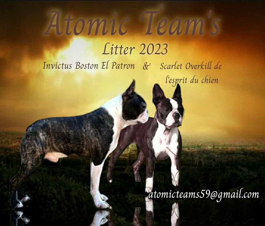 chiot Boston Terrier Atomic Team's