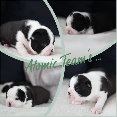 Atomic Team's - Boston Terrier - Portée née le 17/02/2023