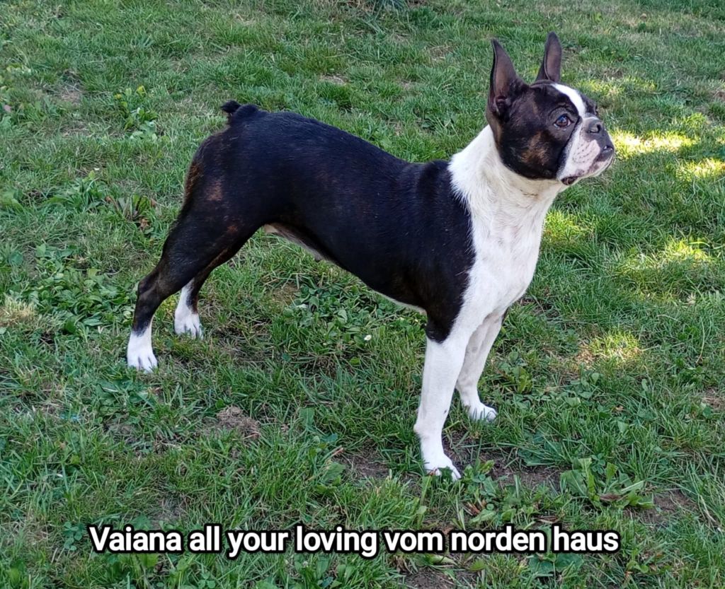 VaÏana all your loving vom norden haus