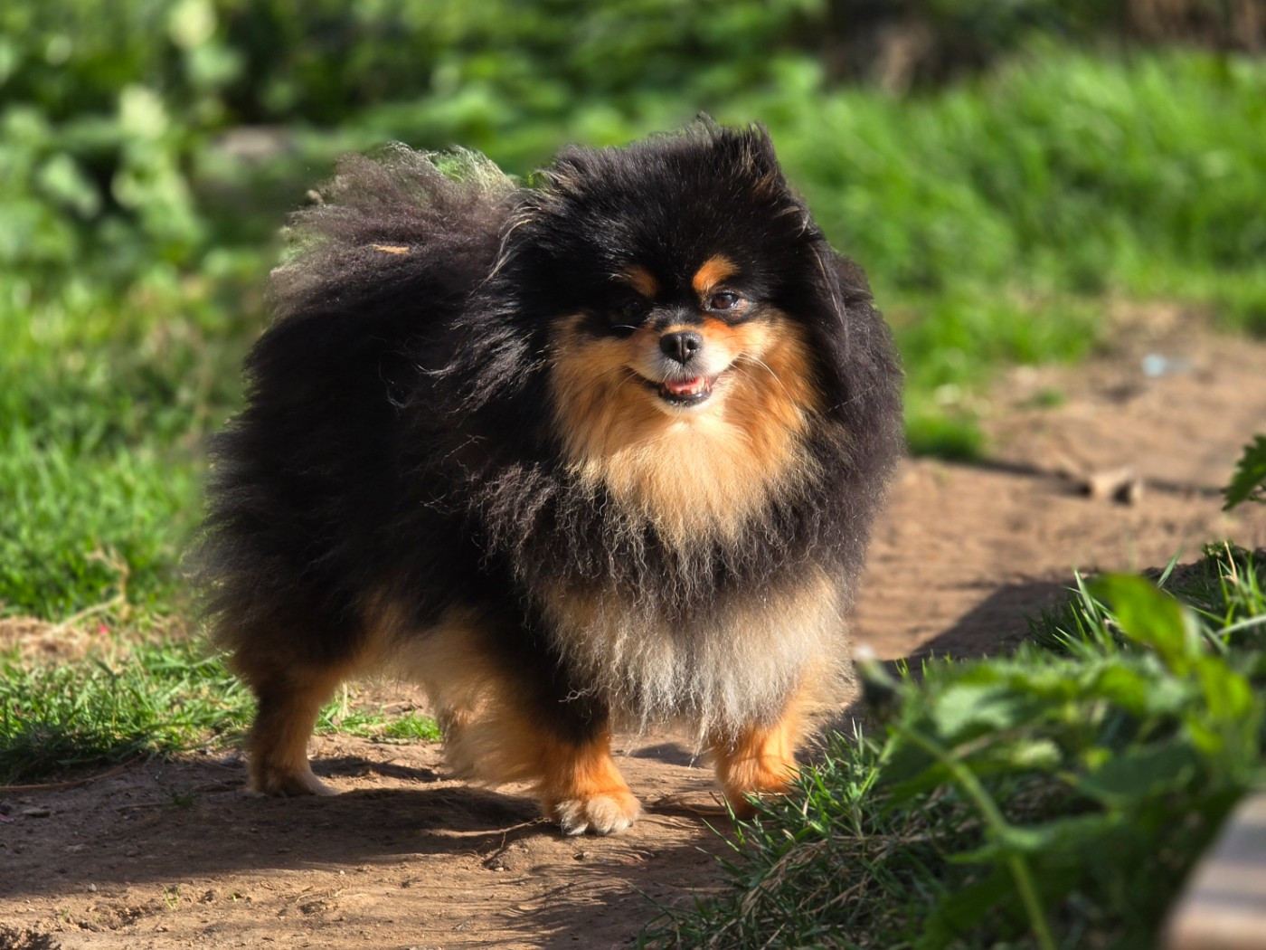 SHARONA dit "SISKA" (Sans Affixe)