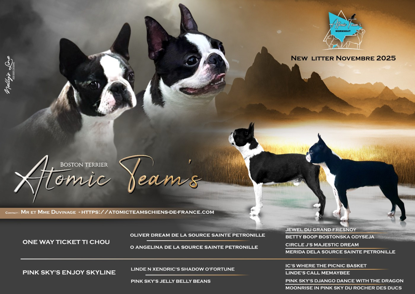 Chiot Boston Terrier Atomic Team's