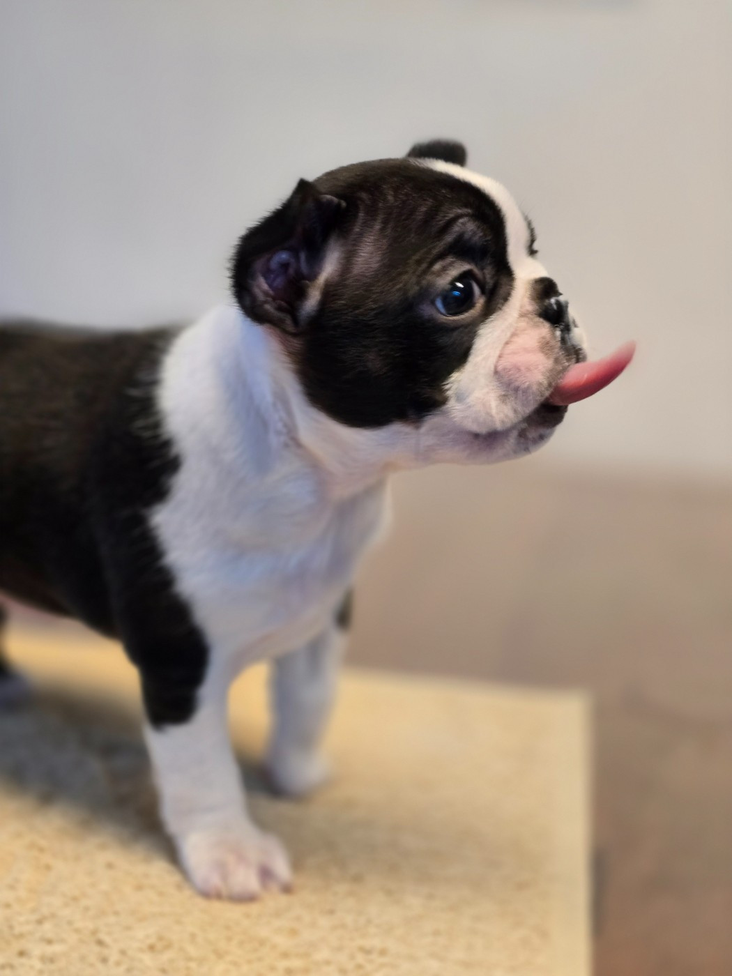 Atomic Team's - Chiots disponibles - Boston Terrier