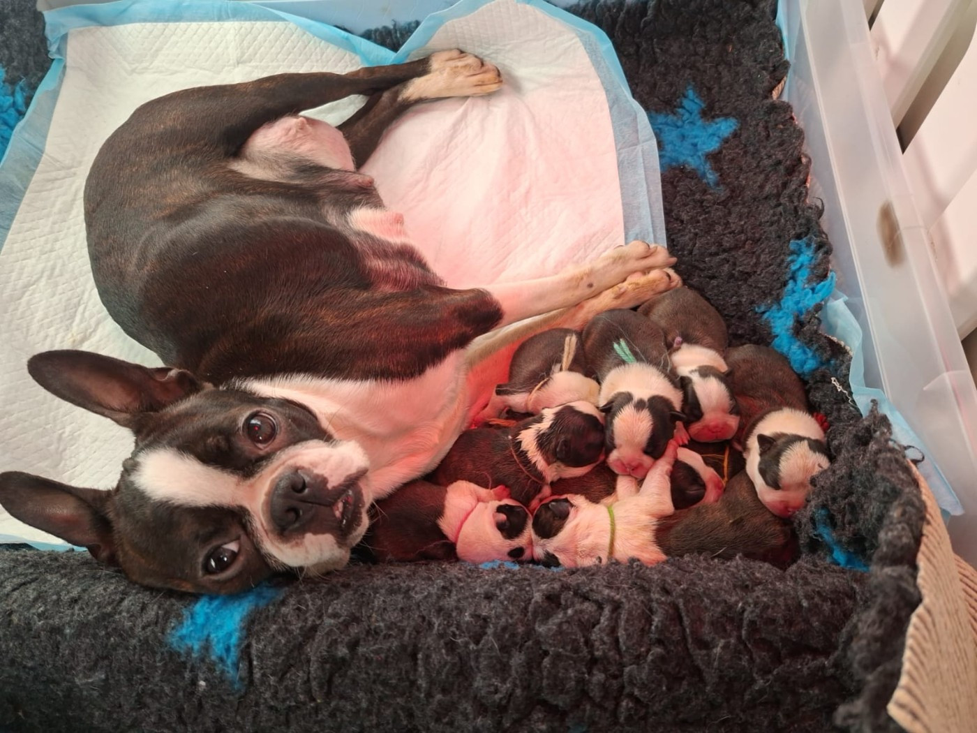 Atomic Team's - Boston Terrier - Portée née le 12/02/2026