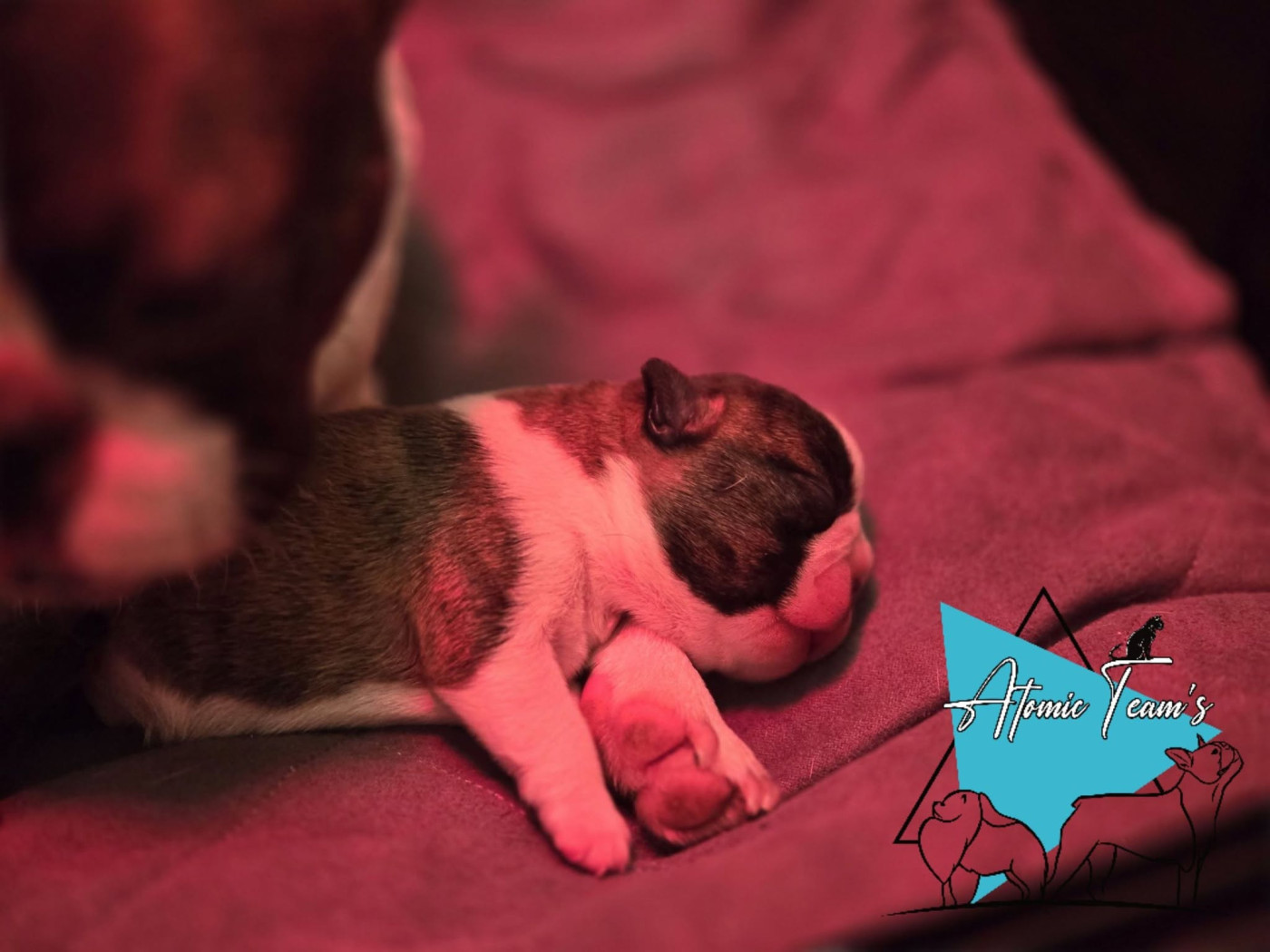 Atomic Team's - Chiots disponibles - Boston Terrier