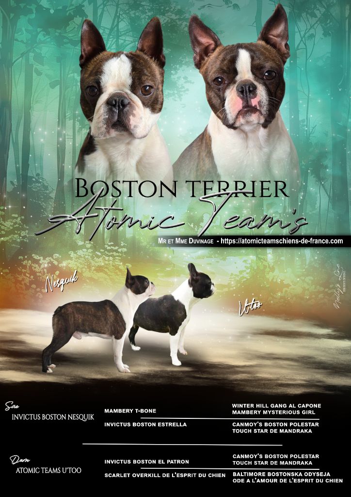 Chiot Boston Terrier Atomic Team's