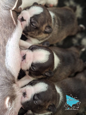 CHIOT 4